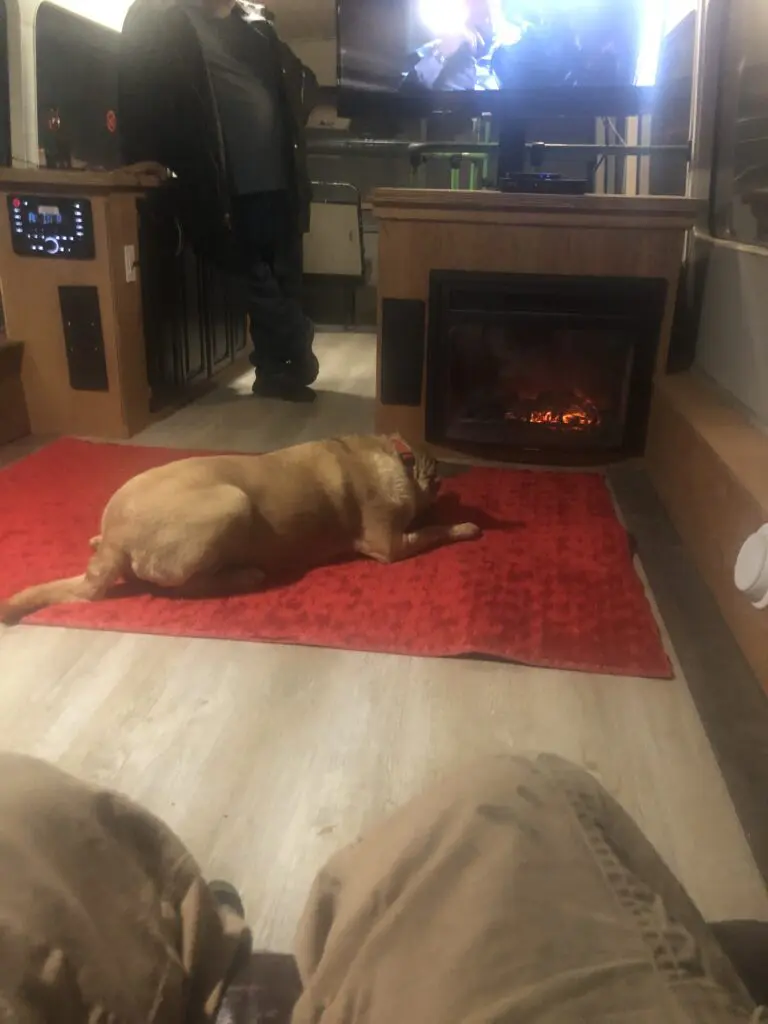 A dog laying on the floor in front of a fireplace.